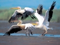 White Pelican