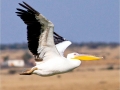 White Pelican