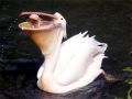 White Pelican