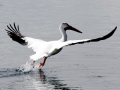 White Pelican