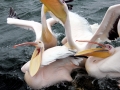 White Pelican