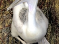 White Pelican