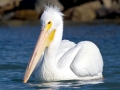 White Pelican