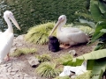 White Pelican
