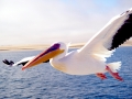 White Pelican