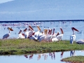 White Pelican