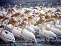 White Pelican