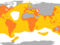 White Pelican
