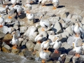 White Pelican
