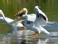White Pelican