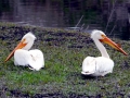 White Pelican