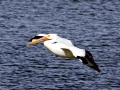 White Pelican