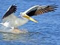White Pelican