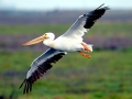 White Pelican