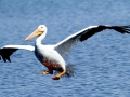 White Pelican