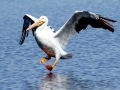 White Pelican