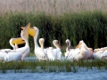 White Pelican