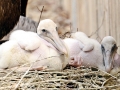 White Pelican