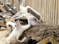 White Pelican