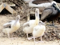 White Pelican