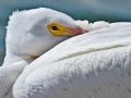 White Pelican