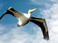 White Pelican