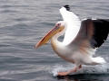 White Pelican