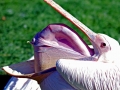 White Pelican