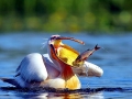 White Pelican