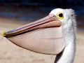 White Pelican