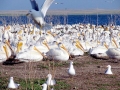 White Pelican