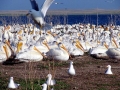 White Pelican