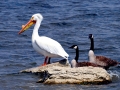 White Pelican