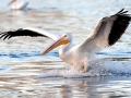 White Pelican