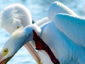 White Pelican