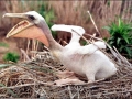 White Pelican