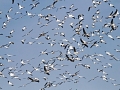 White Pelican