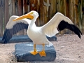White Pelican