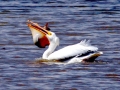 White Pelican