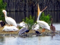 White Pelican