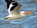 White Pelican