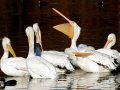 White Pelican