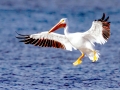 White Pelican
