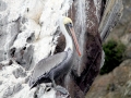 White Pelican
