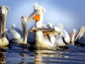 White Pelican