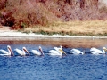 White Pelican