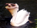 White Pelican