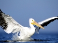 White Pelican