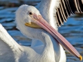 White Pelican
