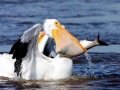 White Pelican